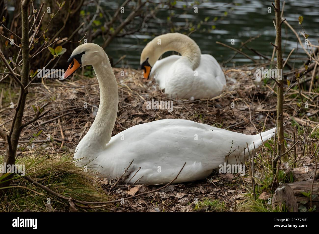 Swans are birds of the family Anatidae within the genus Cygnus Stock ...