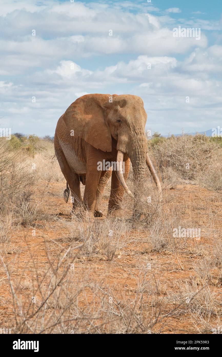 Bull African elephant (Loxodonta africana), named Umoja by the Amboseli Trust for Elephants. Stock Photo