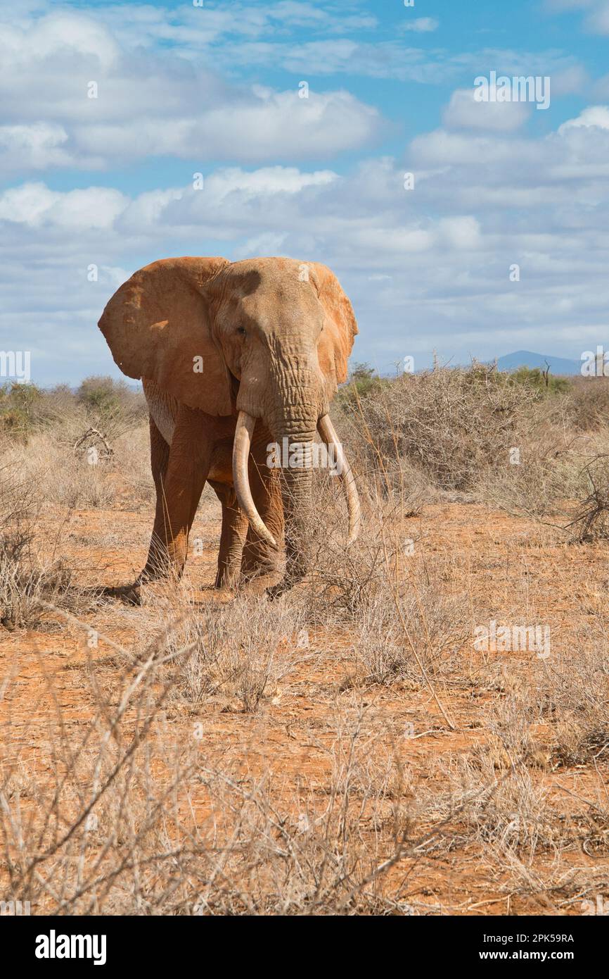 Bull African elephant (Loxodonta africana), named Umoja by the Amboseli Trust for Elephants. Stock Photo