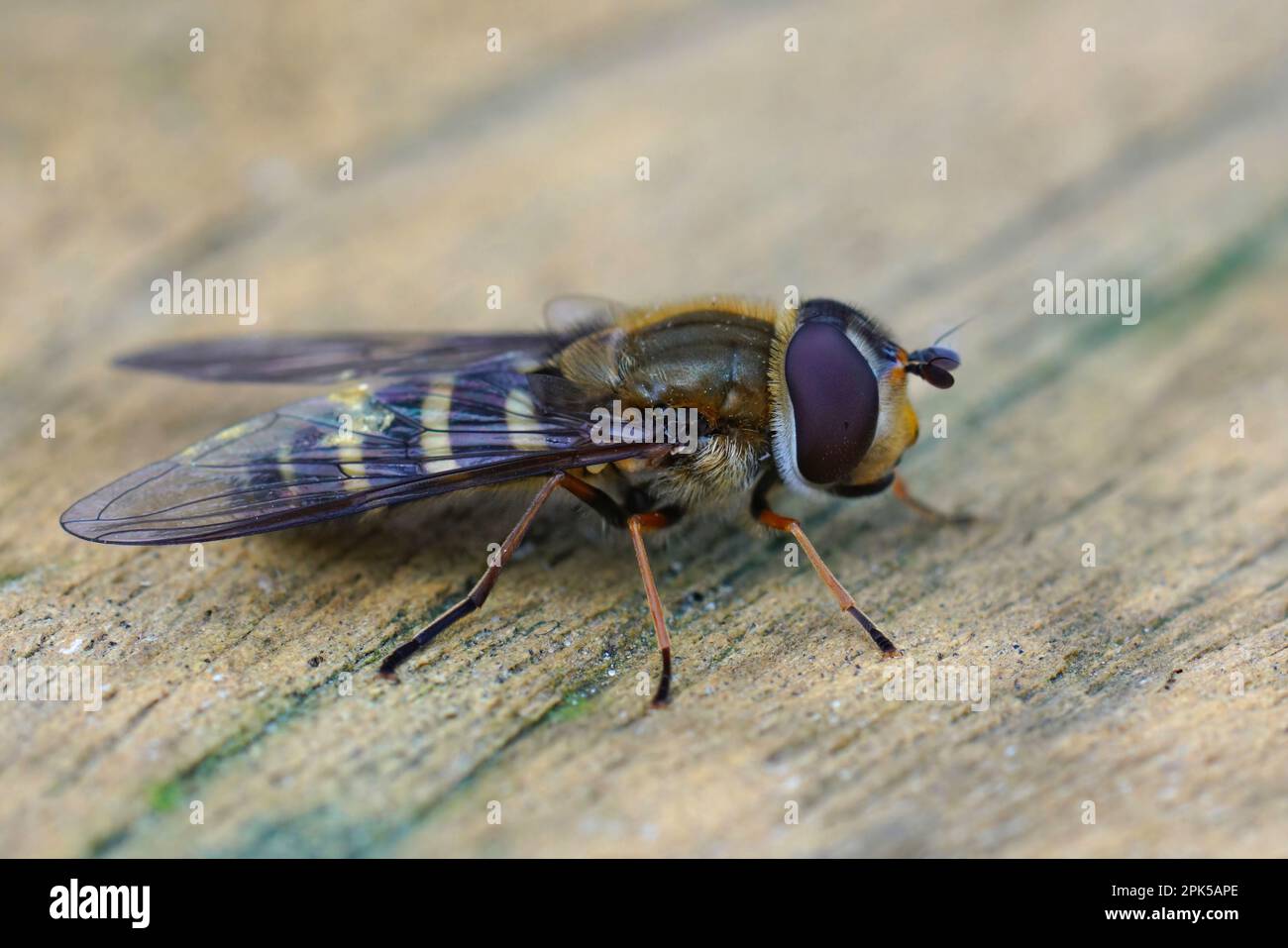 Detailed closeup on the Hairy-eyed Flower Fly, Syrphus torvus Stock ...