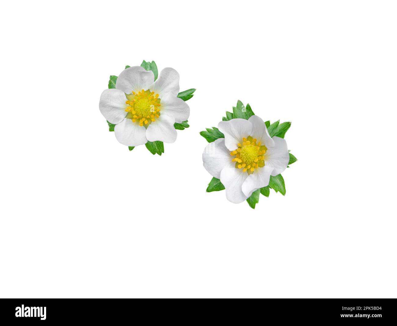 Garden strawberry flowers and leaves isolated on white. Fragaria x ananassa plant Stock Photo