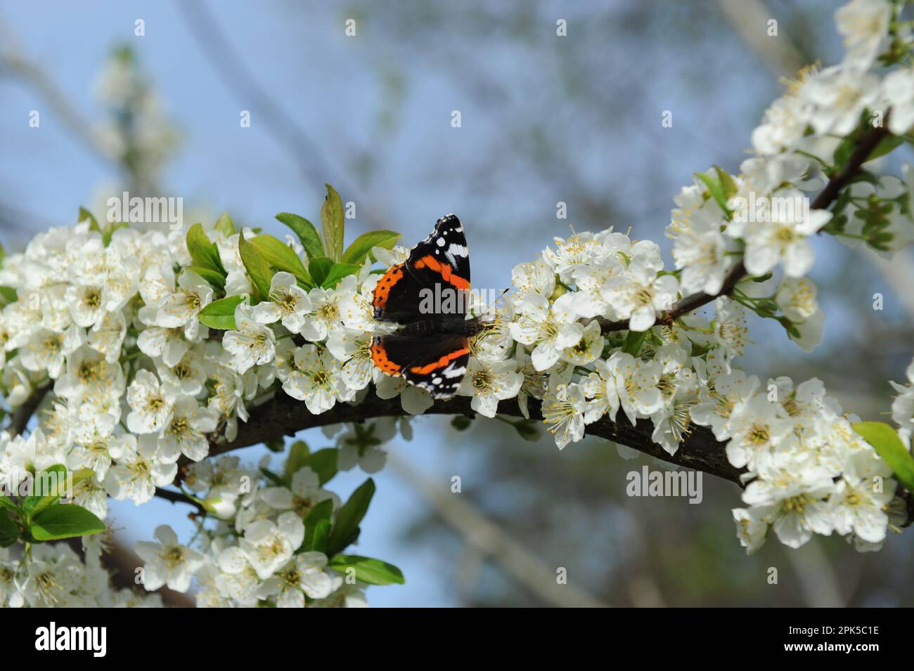 Mariposa en flor Stock Photo