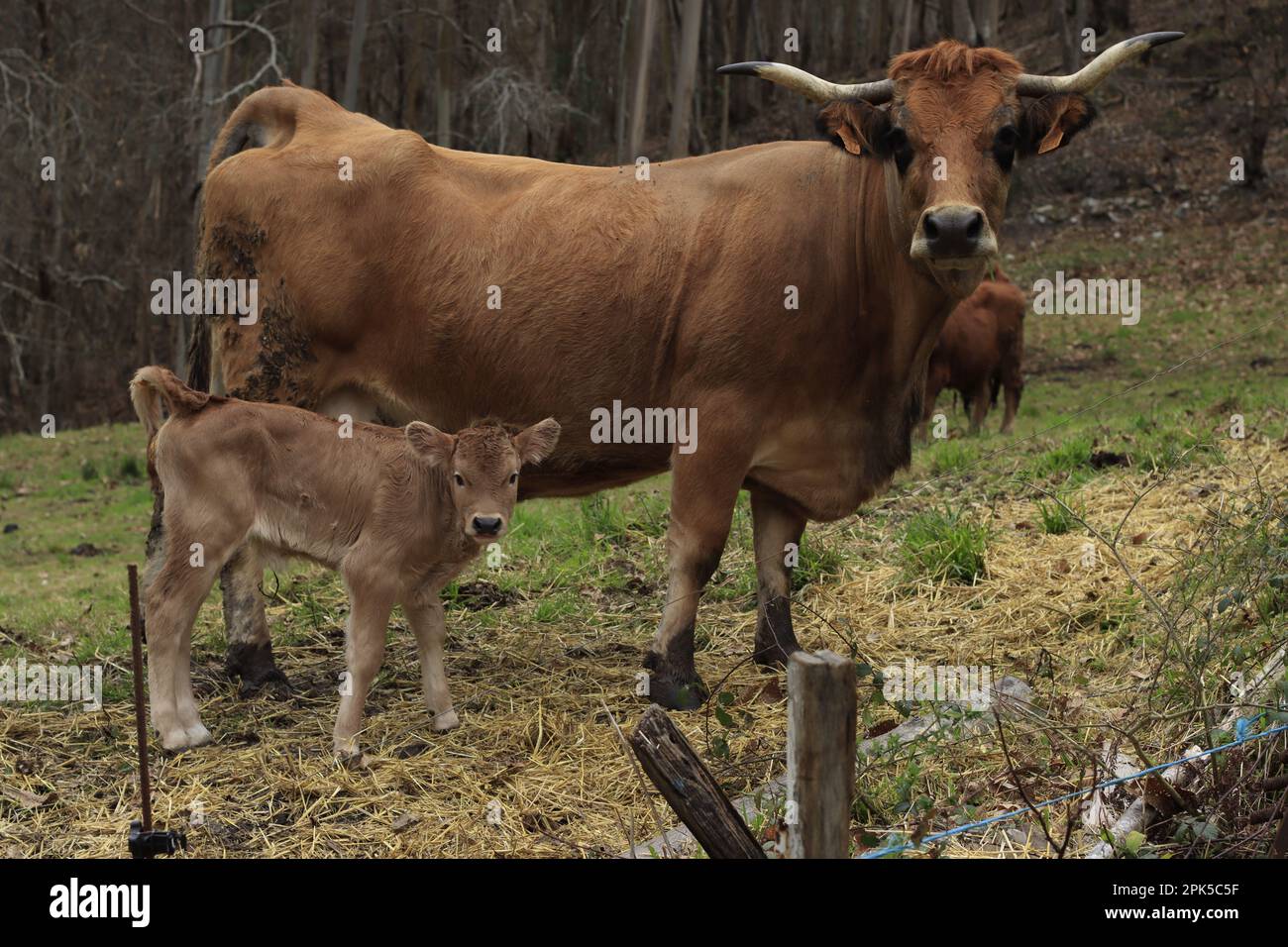 Vaca con su cría Stock Photo