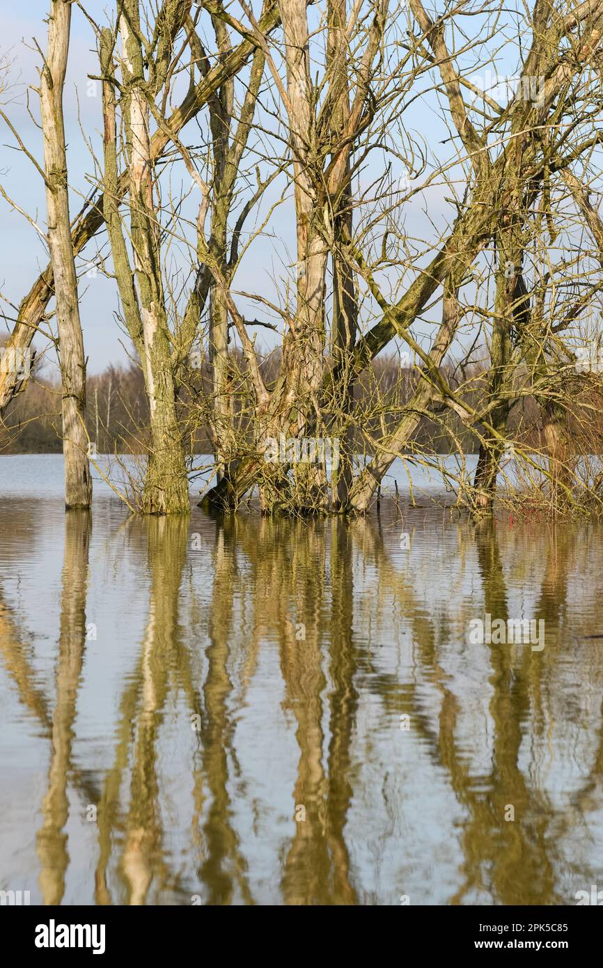 standing dead wood... tree skeletons at high water ( Lower Rhine ), in the area of Bislicher Island, Xanten Stock Photo
