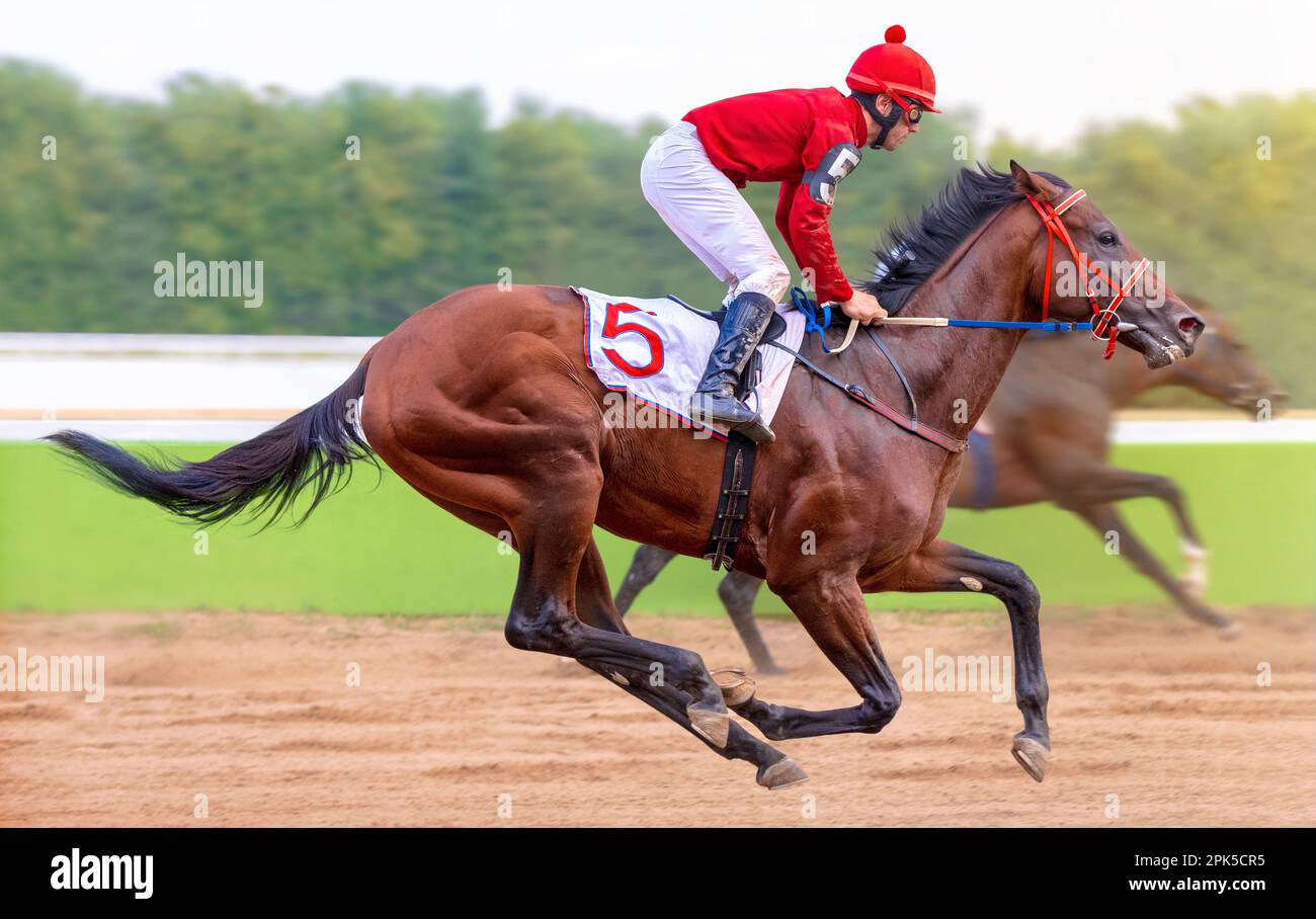 RUSSIA, MOSCOWAUGUST 14, 2022. Two racing horses competing with each