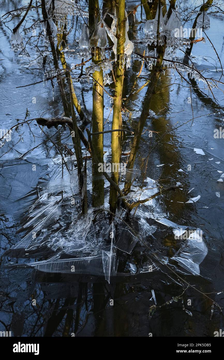 Breakthrough ... Bruchwald ( winter flood 2020/2021 ) in frost and ice, extreme cold in the Lower Rhine Stock Photo