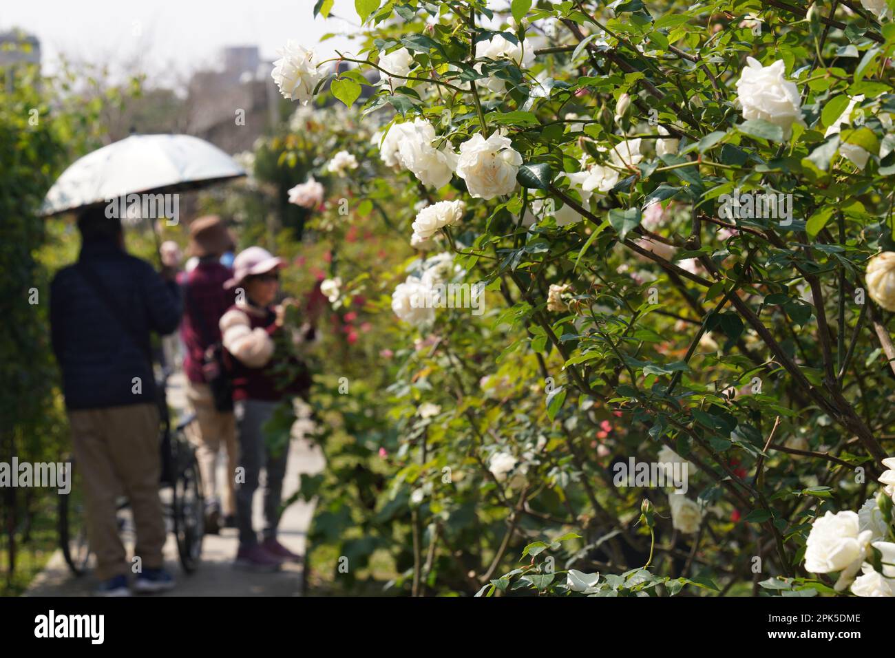 2023 rose festival taipei hires stock photography and images Alamy