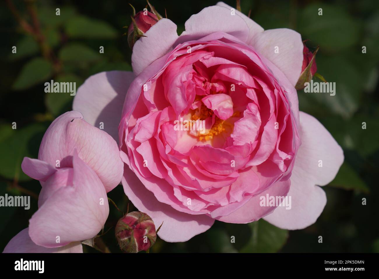 2023 Rose Festival Taipei Stock Photo Alamy