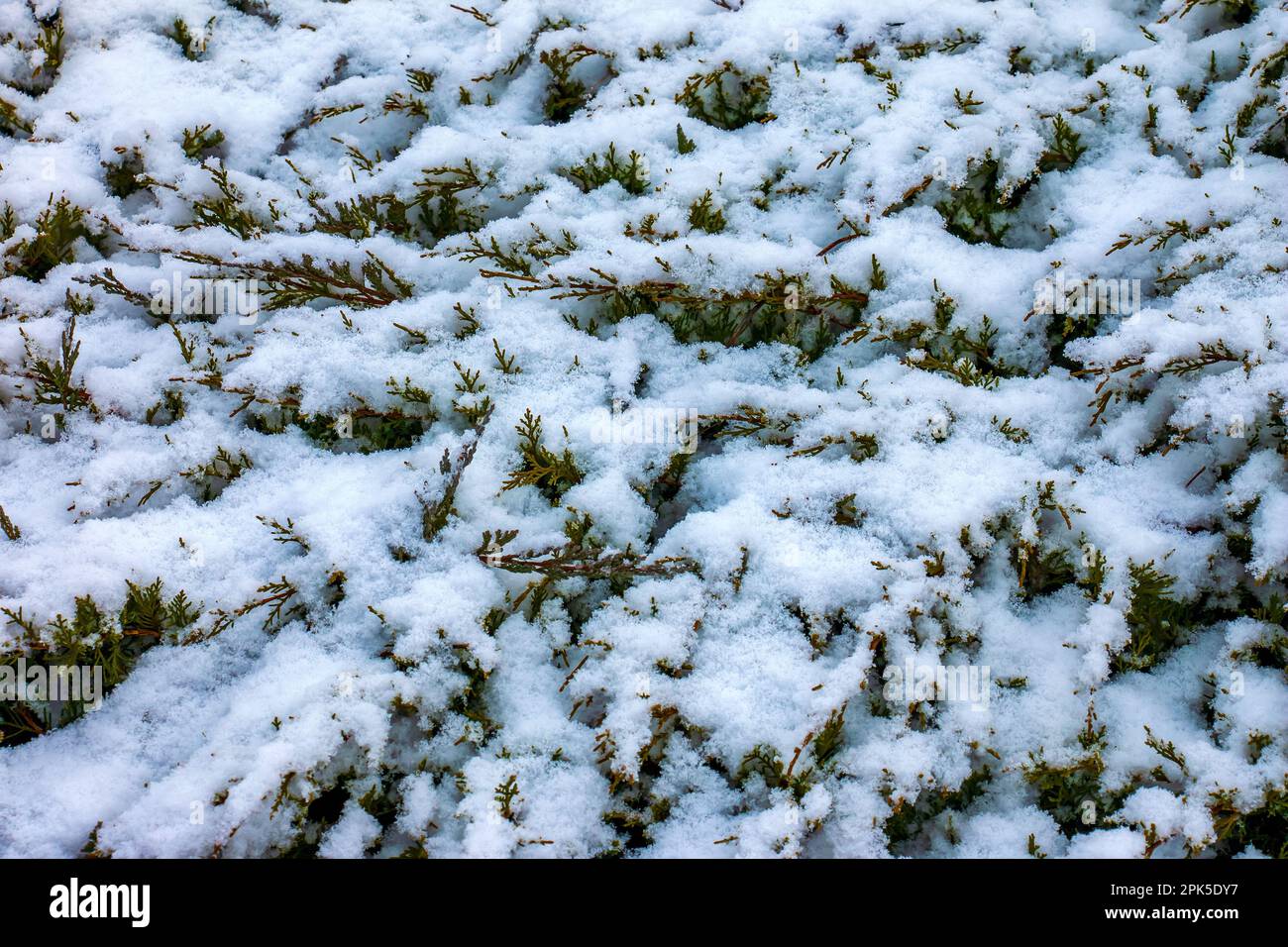 Abstract texture background of Juniperus horizontalis Moench plants covered in deep snow in winter, with copy space Stock Photo