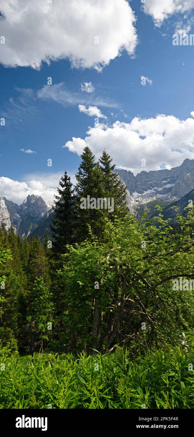 Trees and mountains, Cadore Region of Dolomites, Italy Stock Photo