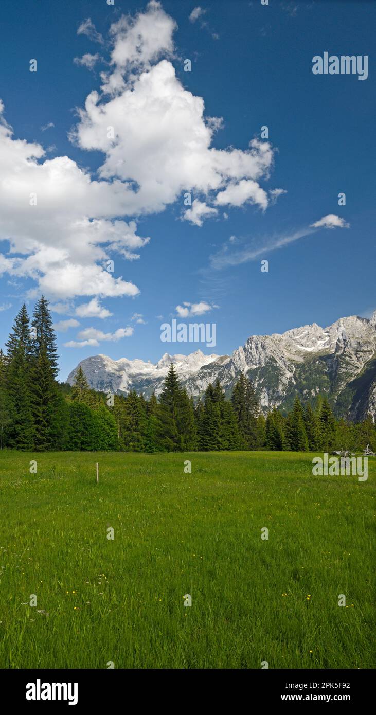 Trees and mountains, Cadore Region of Dolomites, Italy Stock Photo