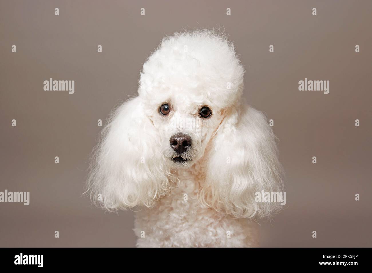 Toy Poodles Need to Look Like Toy Poodles - Showsight
