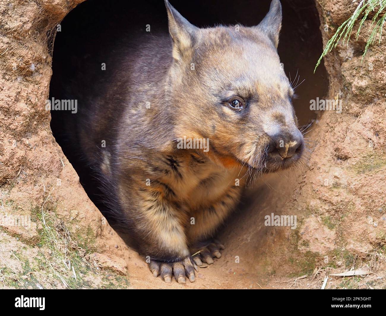 Splendid muscular Southern Hairy-nosed Wombat emerging from his burrow. Stock Photo