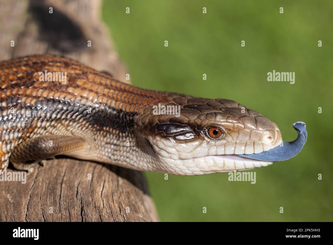 Common Eastern Bluetongue Lizard showing it's blue tongue Stock Photo