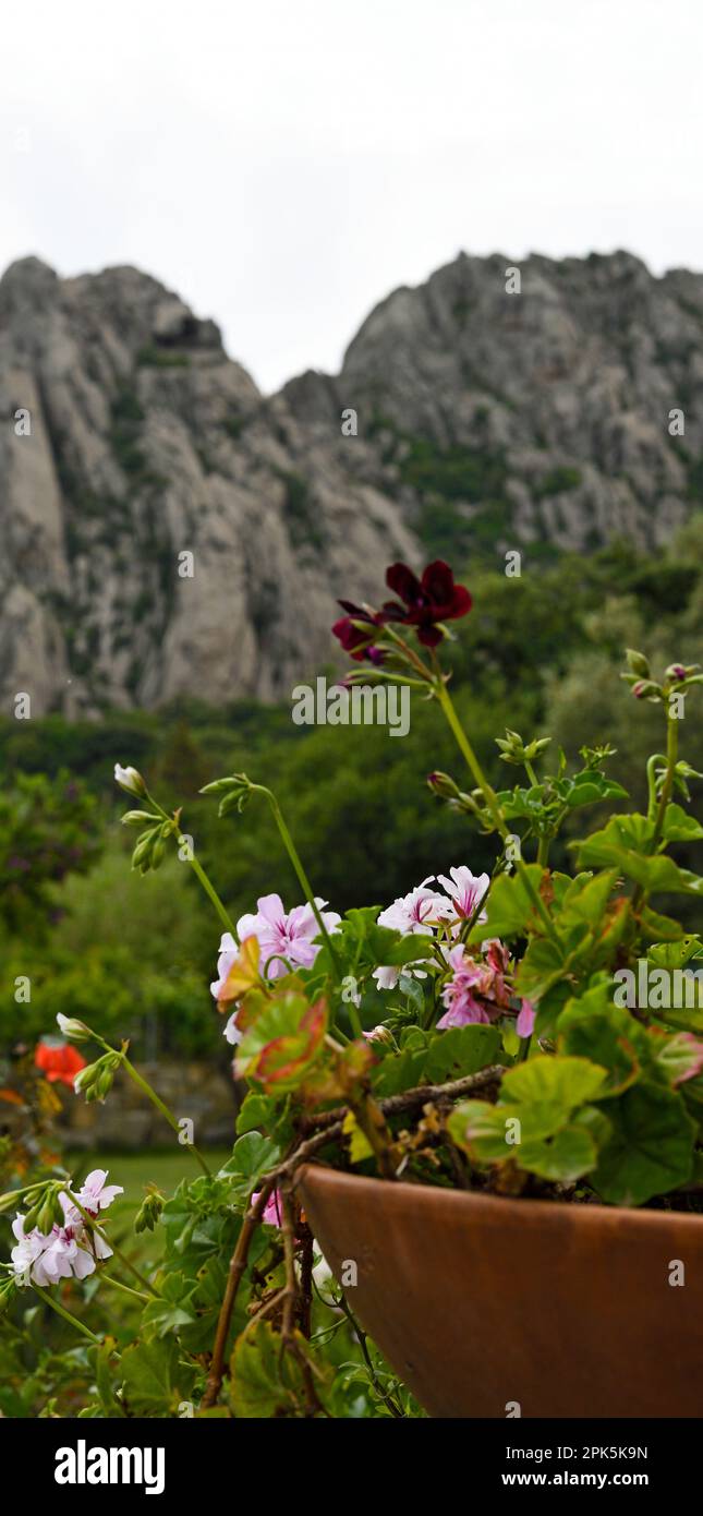 Potted plant, mountains, San Pantaleo, Sardinia, Italy Stock Photo