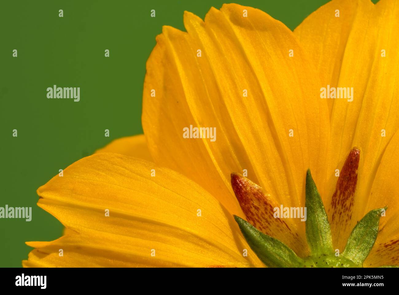Close up of sulfur cosmos or yellow cosmos flower, cosmos sulphureus Stock Photo