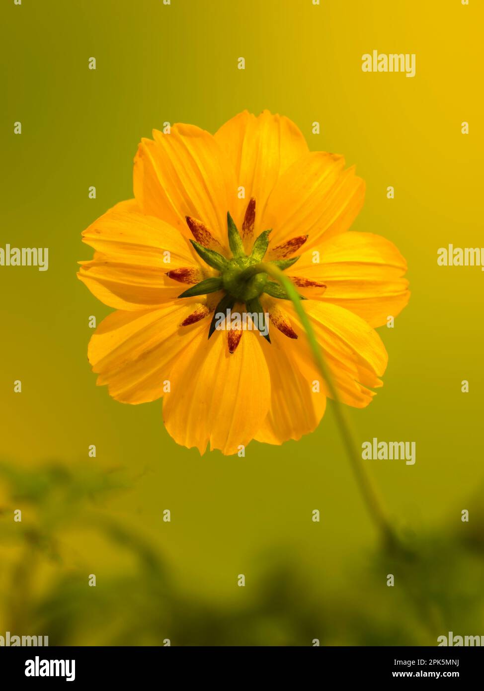 Close up of sulfur cosmos or yellow cosmos flower, cosmos sulphureus Stock Photo