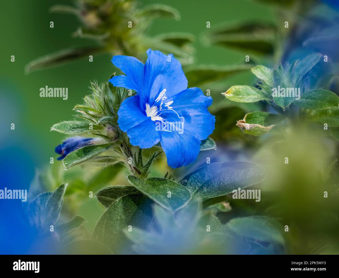 Close up of Shaggy Dwarf Morning-glory, Evolvulus nuttallianus Stock Photo