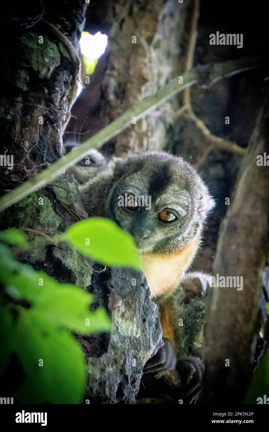 Peruvian Night Monkey (Douroucoulis) in the Amazon Rainforest Stock ...