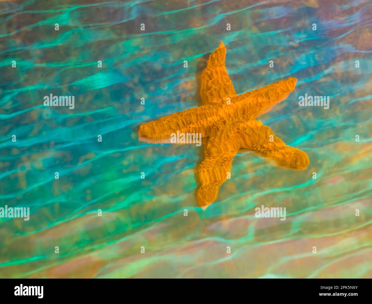 Starfish under water Stock Photo Alamy