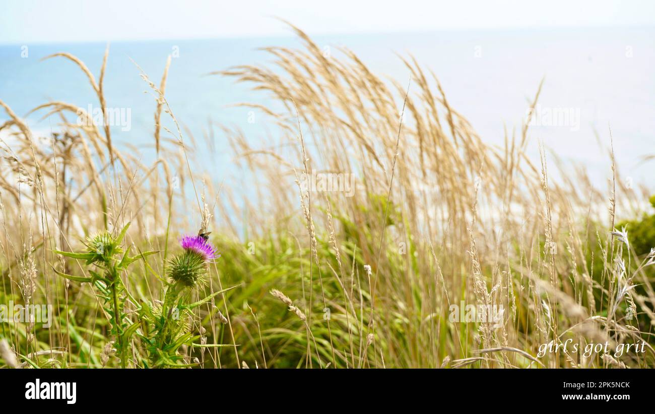 Where the wildflowers are. Stock Photo