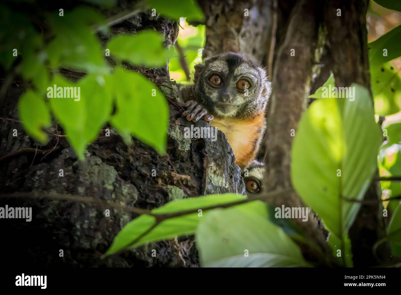 Peruvian Night Monkey (Douroucoulis) in the Amazon Rainforest Stock Photo