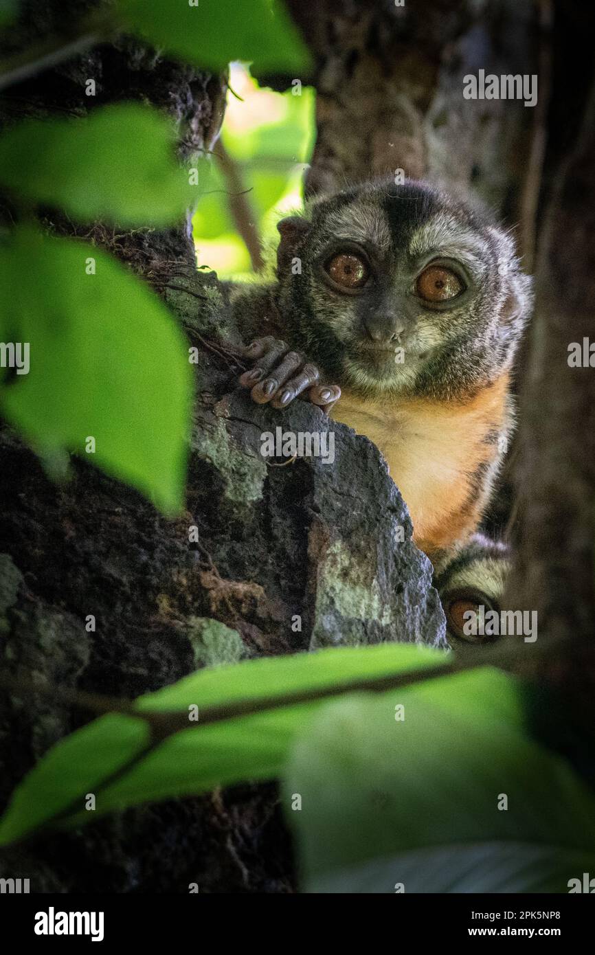 Peruvian Night Monkey (Douroucoulis) in the Amazon Rainforest Stock Photo