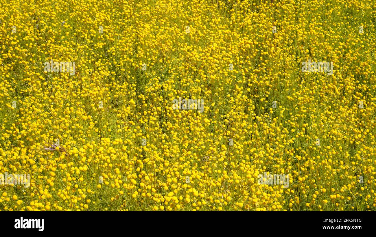 Where the wildflowers are. Stock Photo