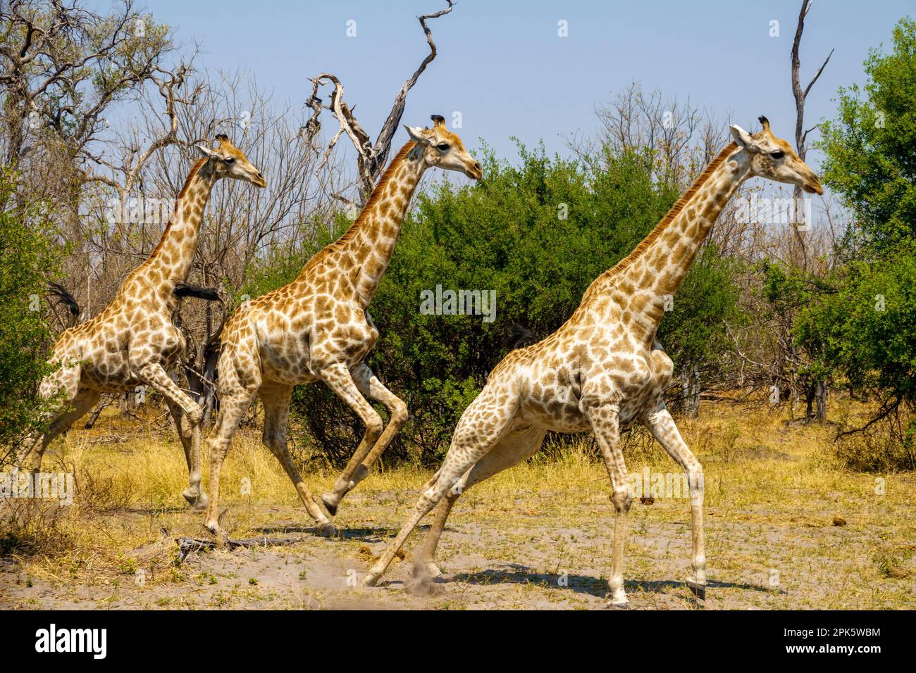 Giraffes running, Selinda Reserve, Botswana Stock Photo