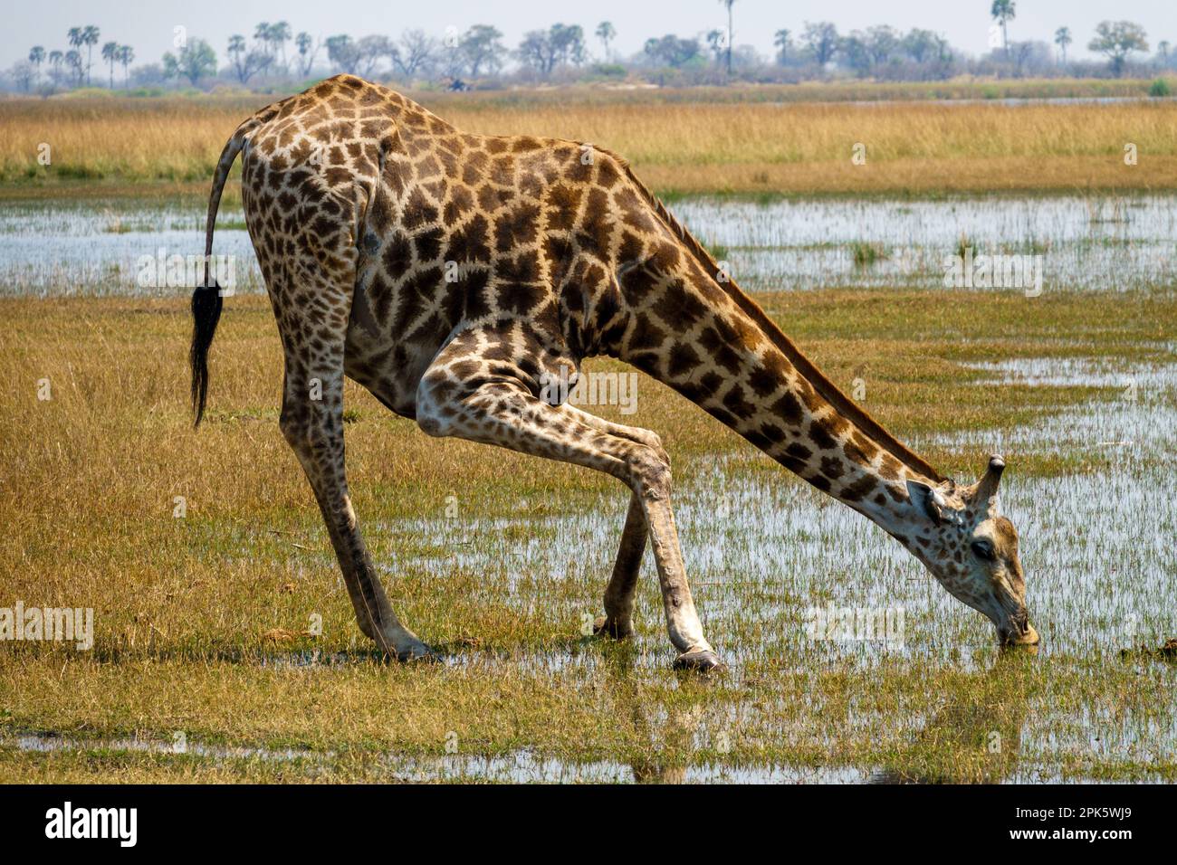 Giraffe leaning to drink water, Selinda Reserve, Botswana Stock Photo
