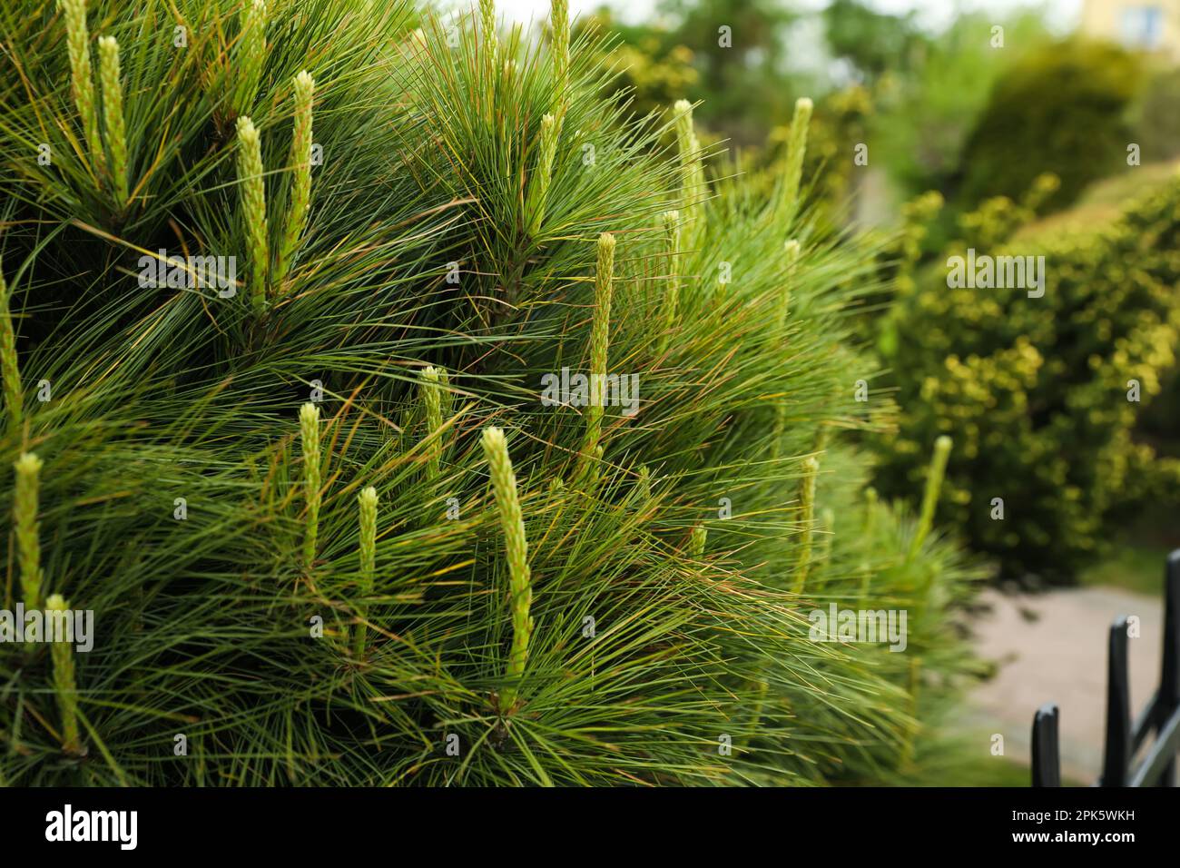 Pine shrub with blossoms outdoors on spring day, closeup Stock Photo