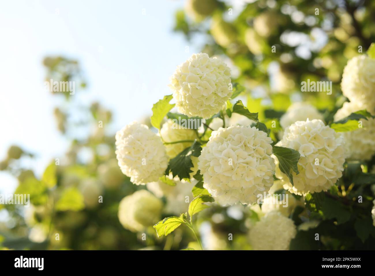 Beautiful hydrangea plant with white flowers outdoors, closeup Stock ...