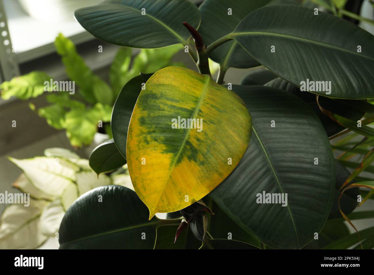 Houseplant with leaf blight disease indoors, closeup Stock Photo