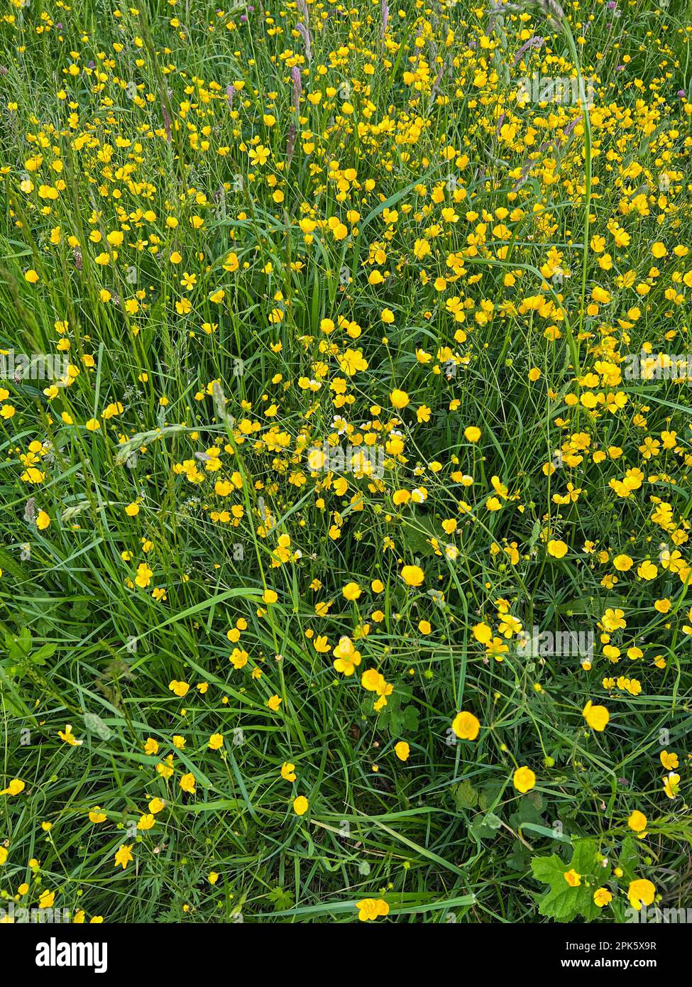 Many bright yellow buttercup flowers growing outdoors Stock Photo - Alamy
