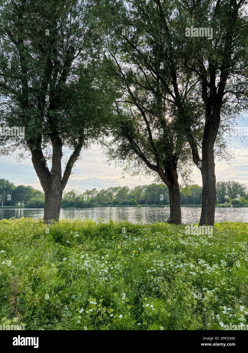 Beautiful view on green bank with trees near lake. Picturesque landscape Stock Photo