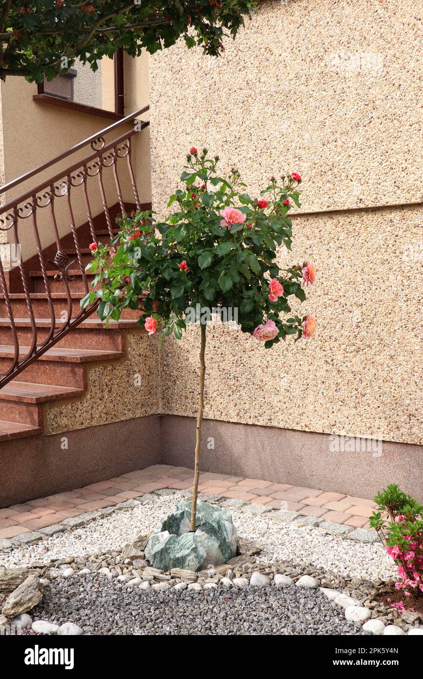 Roses growing rocks hi-res stock photography and images - Alamy