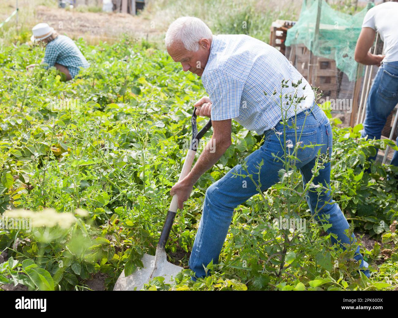 Mature man is dripping harvest of potatoes by shovel in garden outdoor ...