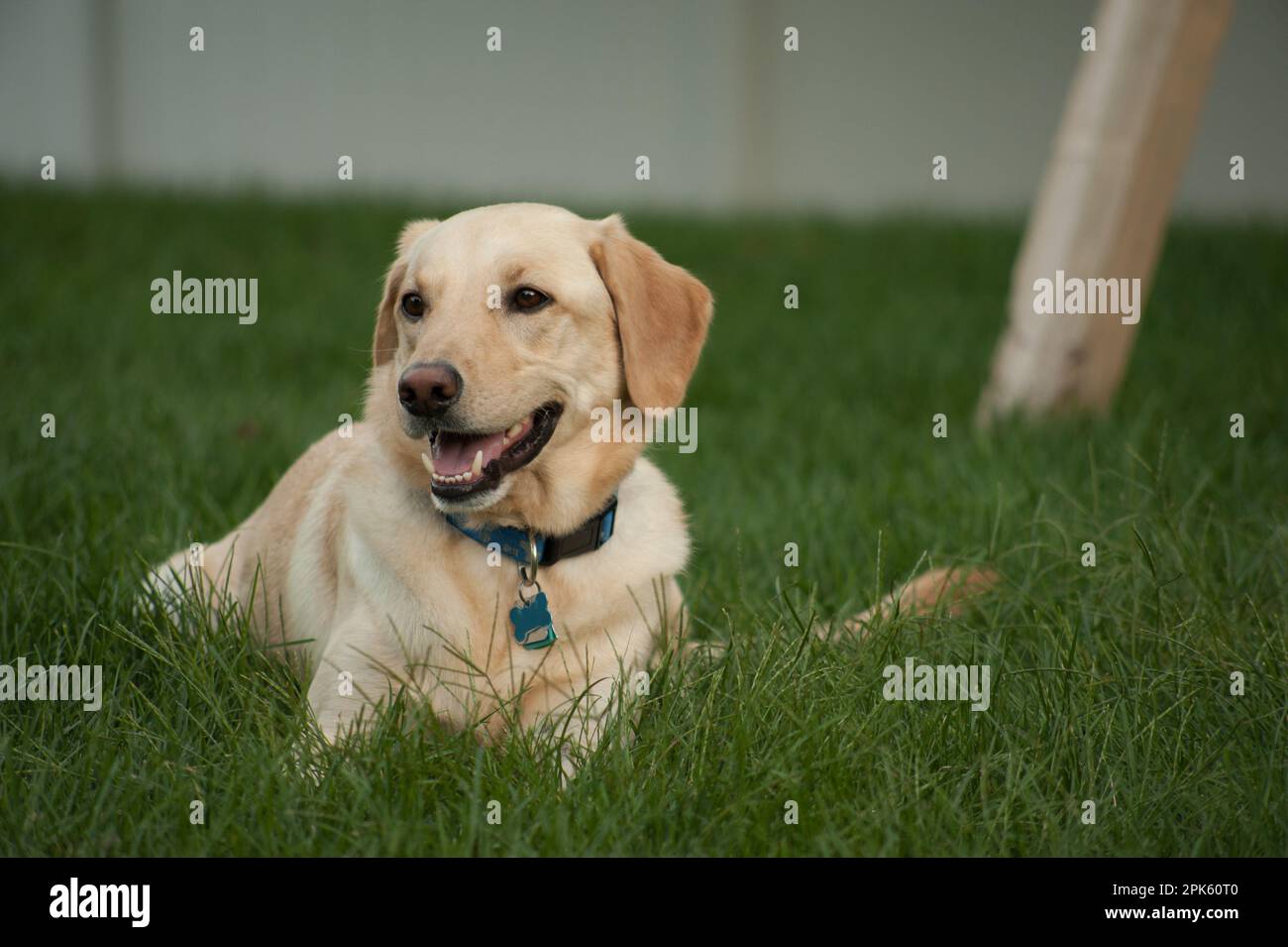 Happy Yellow Labrador dog laying in grass Stock Photo