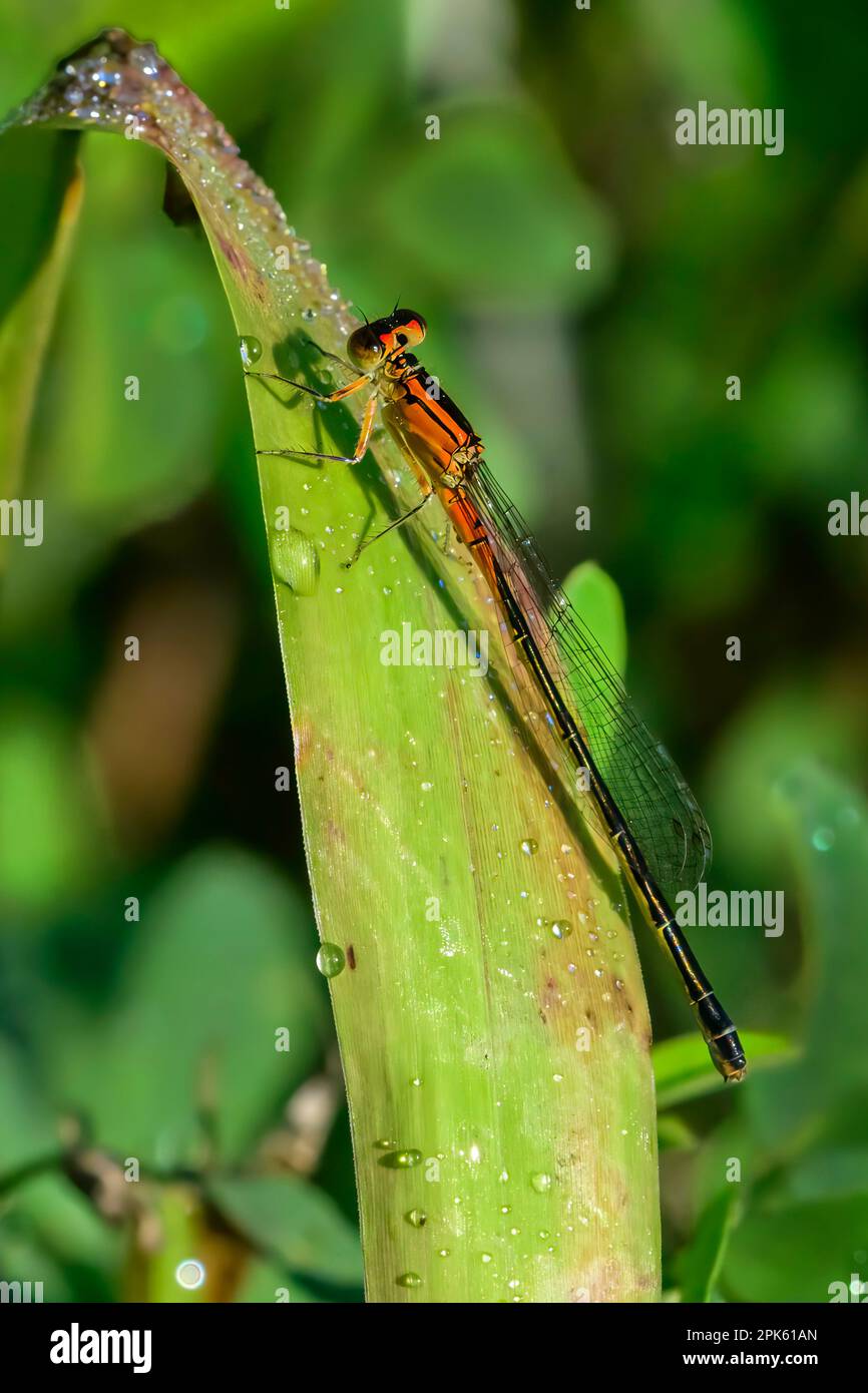 dragonfly on large leafwith dew Stock Photo
