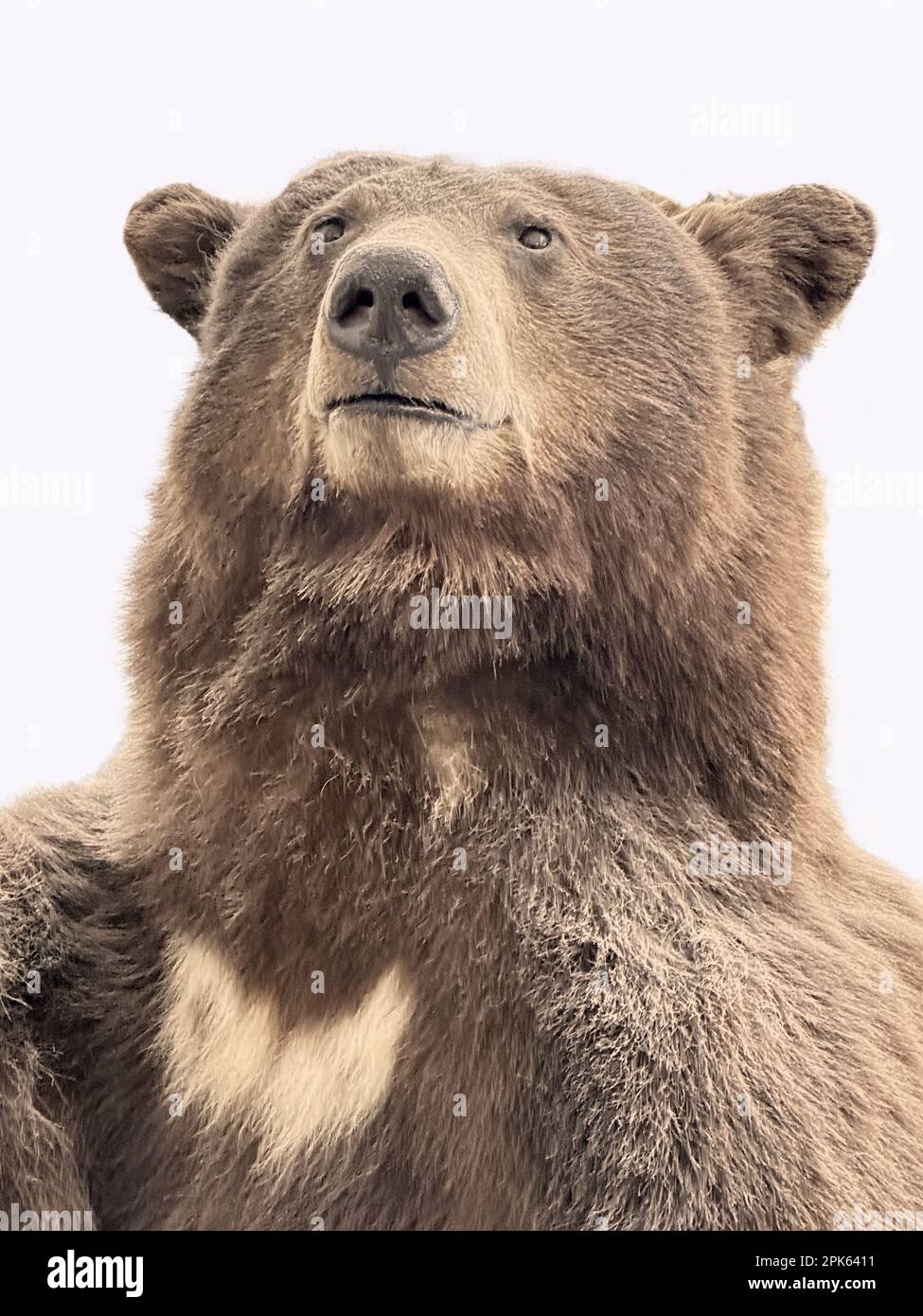 Grizzly Bear Ears