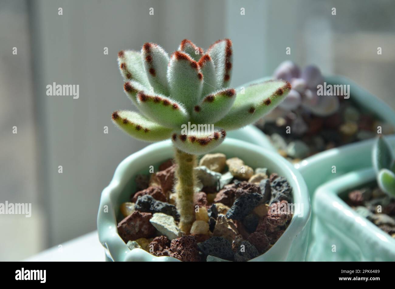 miniature ceramic flower pots Ceramic 2 Inch Bonsai Succulent Flower Pots  Micro Landscape Design