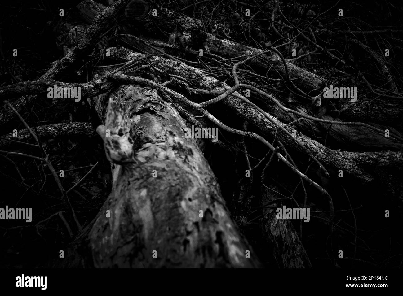 Nature storm damaged tree Black and White Stock Photos & Images - Alamy