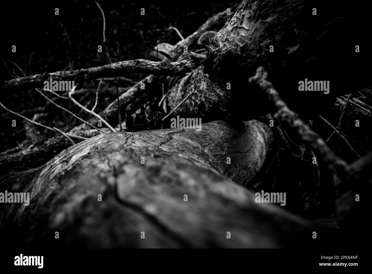 Nature storm damaged tree Black and White Stock Photos & Images - Alamy