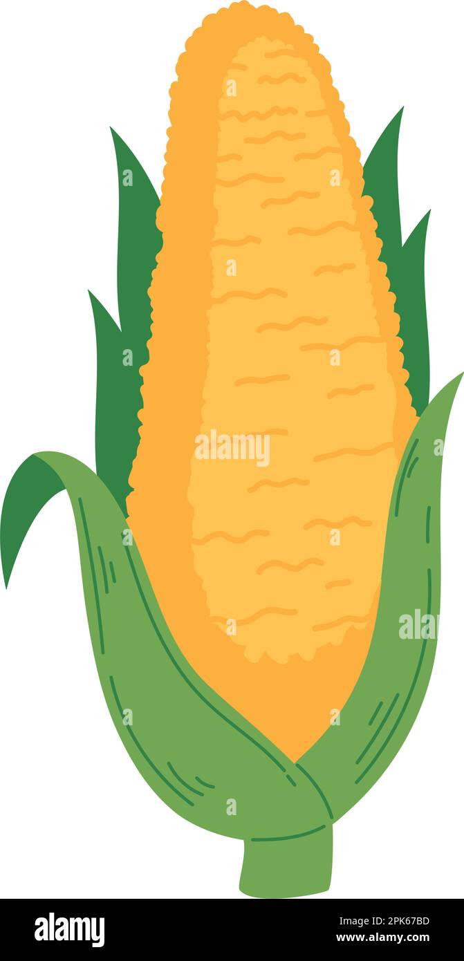 Organic leaf corn cob Stock Vector Image & Art - Alamy