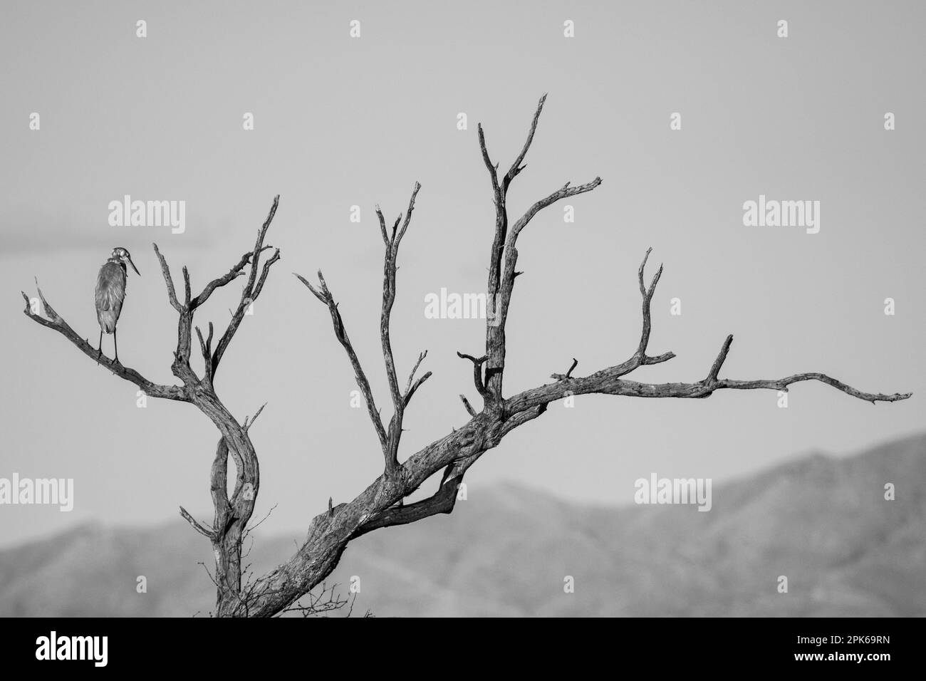 Graphic black and white of great blue heron perched on the limb of a dead tree, Canoa Ranch, Green Valley, Arizona, USA Stock Photo