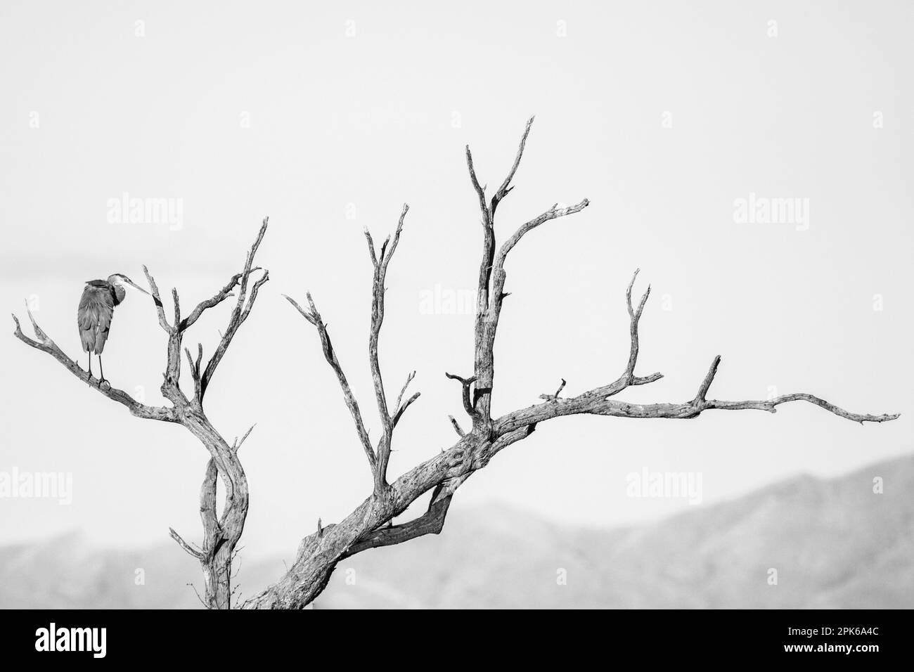 Graphic black and white of great blue heron perched on the limb of a dead tree, Canoa Ranch, Green Valley, Arizona, USA Stock Photo