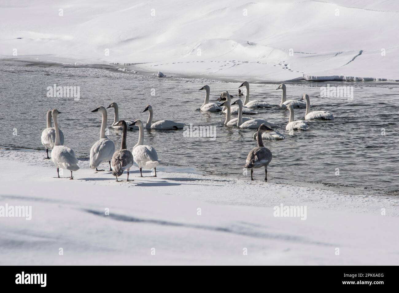 A flock of trumpeter swans on the Henry's Fork of the Snake River in