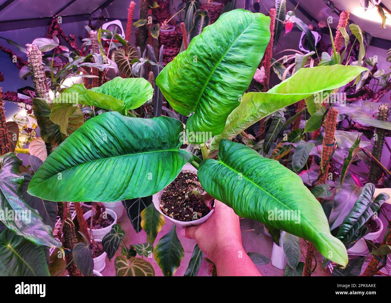 echinodorus plant Corkscrew Sword [Echinodorus Vesuvius] – PlantedPro main image 1