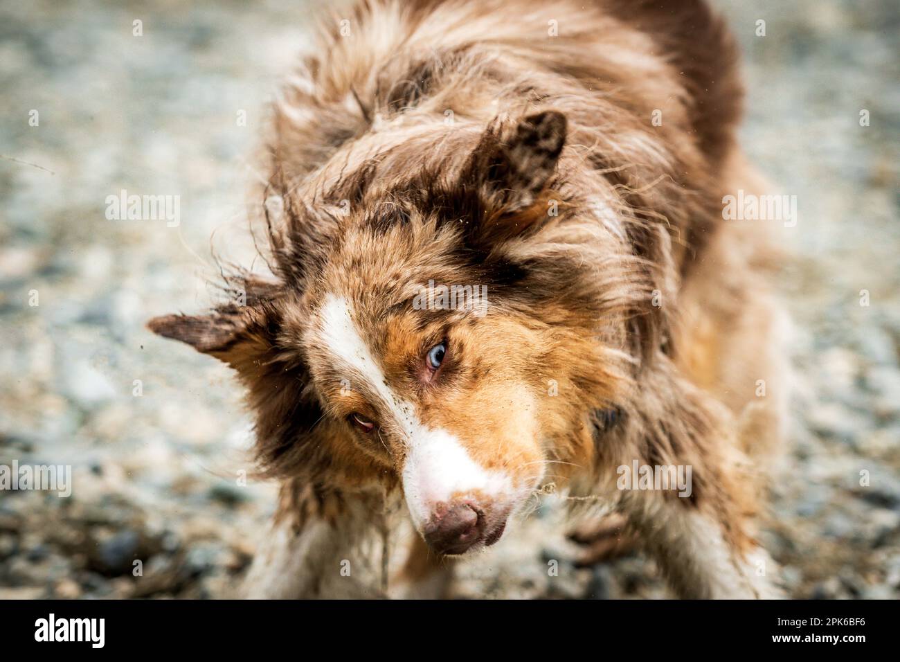 dog shaking water off Stock Photo Alamy