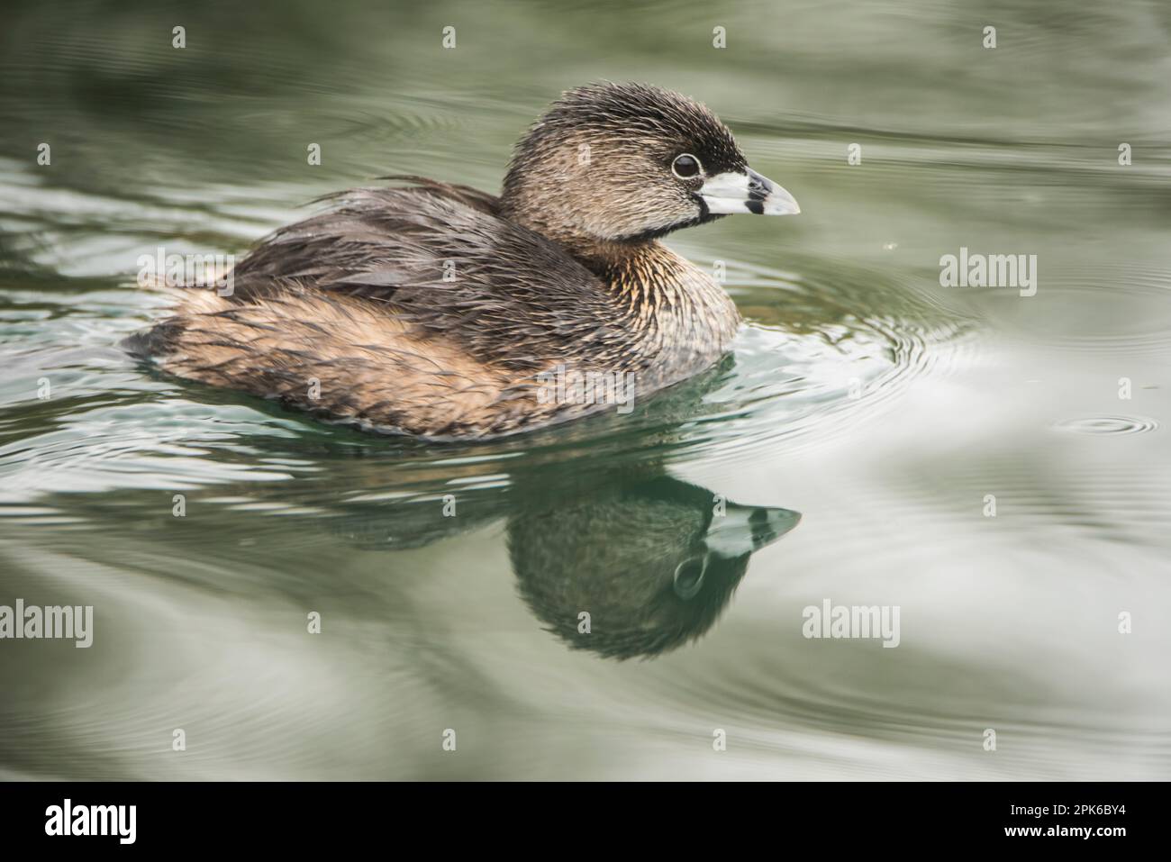 A pied-billed grebe, a small waterbird, swims in a reclamation pond at Riparian Reserve at Water Ranch, Gilbert, AZ, USA Stock Photo